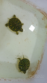 Tartarughe di acqua piccole