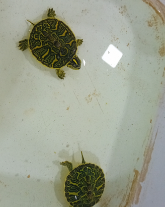 Tartarughe di acqua piccole