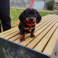 STUPENDA Cucciola Bassotto NANO per natale