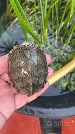 Sternoterus Carinatus