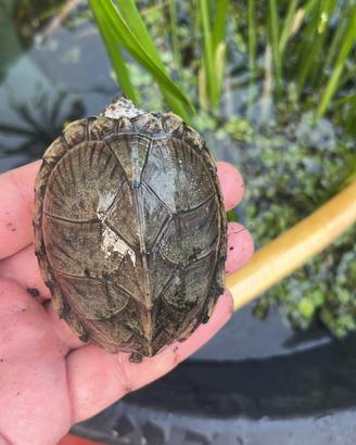Sternoterus Carinatus