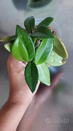 Hoya Carnosa