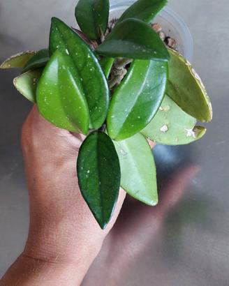 Hoya Carnosa