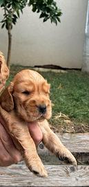Cucciolo maschio cocker pedigree