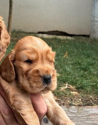 Cucciolo maschio cocker pedigree