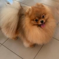 Spitz di Pomerania per monta