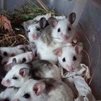 Topi mucca (Praomys natalensis)