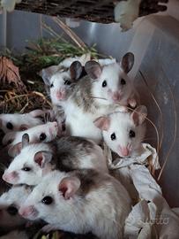 Topi mucca (Praomys natalensis)