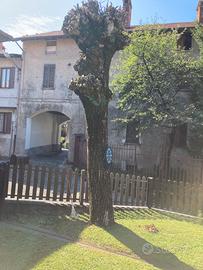 Pianta di noce secolare