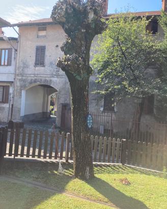 Pianta di noce secolare