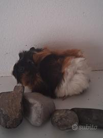 Cavie porcellini d'india