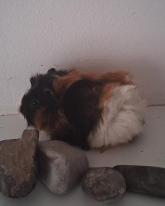 Cavie porcellini d'india