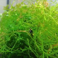 Muschio di Java per acquario