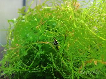 Muschio di Java per acquario