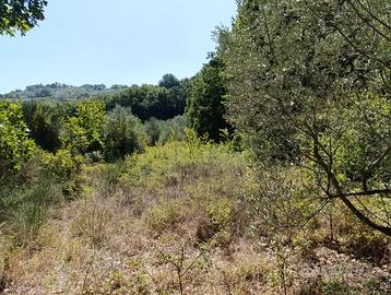 Terreno agricolo con uliveto a Poggio Nativo