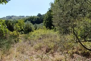 Terreno agricolo con uliveto a Poggio Nativo