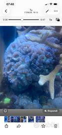 Calustrea