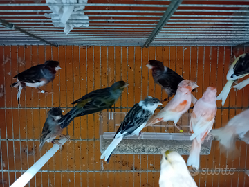 Canarini arlecchini portoghesi