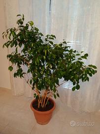 Ficus Benjamin 