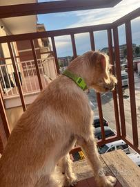 Cane in dono