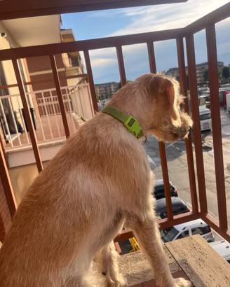 Cane in dono