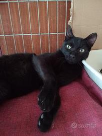 Gatto nero di circa due anni