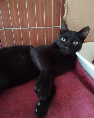 Gatto nero di circa due anni
