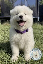 Cucciolo di cane samoiedo