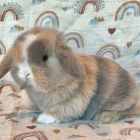 Coniglietti minilop puri