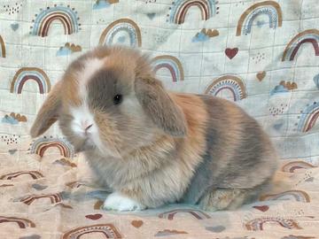 Coniglietti minilop puri