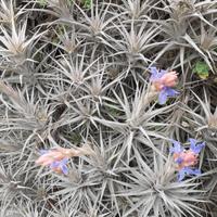 Tillandsia Bergeri ed Aeranthus