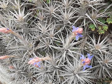 Tillandsia Bergeri ed Aeranthus