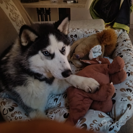 Femmina husky
