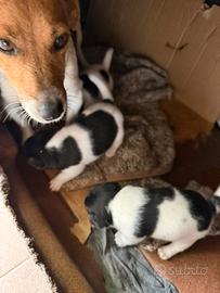 Jack russel