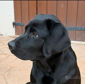 Cucciolo Labrador Retriever Maschio Nero