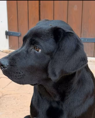Cucciolo Labrador Retriever Maschio Nero
