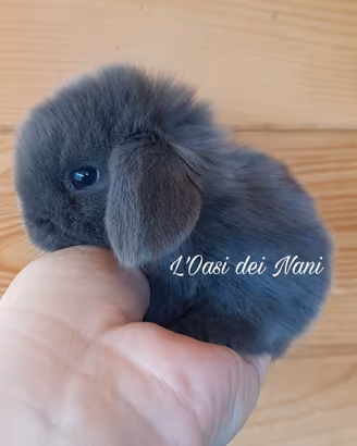 Cucciolo di coniglio di razza Ariete Nano