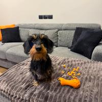 Bassotto a pelo duro ENCI per accoppiamento