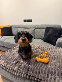 Bassotto a pelo duro ENCI per accoppiamento