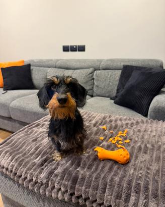 Bassotto a pelo duro ENCI per accoppiamento