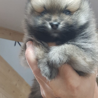 Animale cane pomeriana taglia piccola