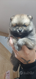 Animale cane pomeriana taglia piccola