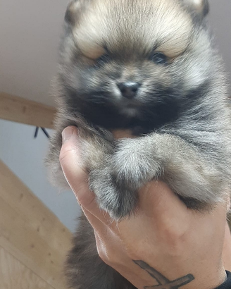 Animale cane pomeriana taglia piccola