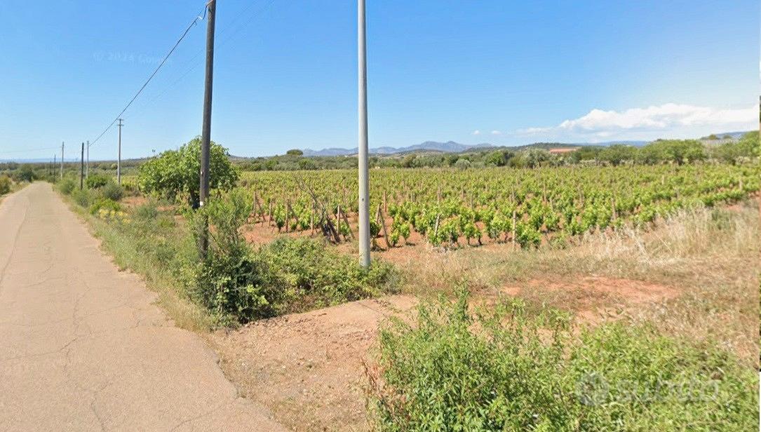 Vigneto Carignano del sulcis - Vista 5
