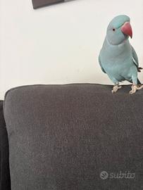 Parrocchetto dal collare