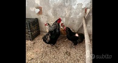 Galline ornamentali (Aurocane)