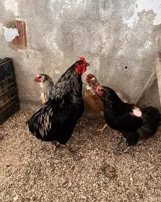 Galline ornamentali (Aurocane)