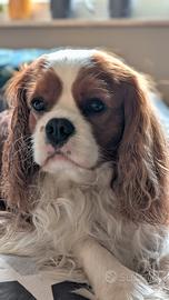 Cavalier King disponibile per monta