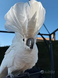 Cacatua alba
