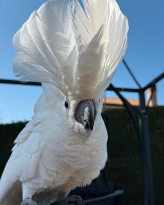 Cacatua alba